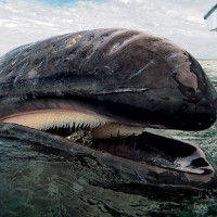 Chuyện gì xảy ra nếu bạn bị cá voi nuốt chửng?