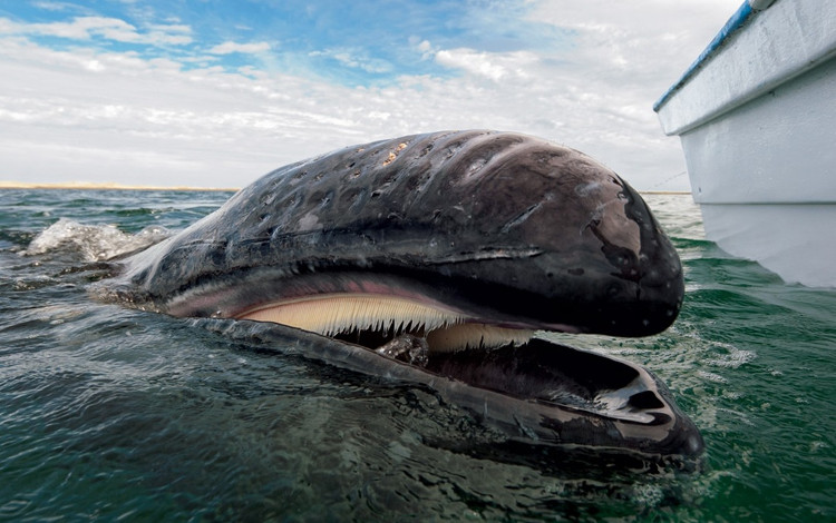 Những tấm lược trong vòm họng của cá voi.
