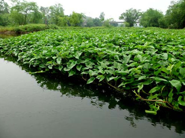 Nguyên nhân nhiễm độc chì và thuỷ ngân tiềm ẩn tại nhà