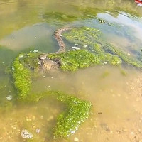 Video: Rắn nước vật vã nuốt con mồi "khủng" gấp 3 lần