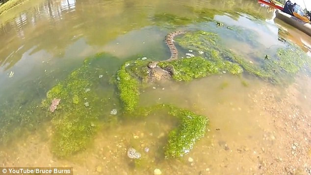 Cuộc chiến giữa rắn nước và cá da trơn.