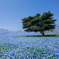 4 triệu bông hoa "tình yêu" nở rộ ở công viên Nhật Bản