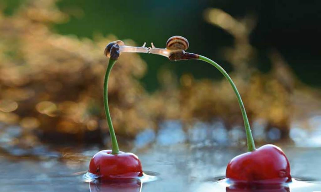 Thích thú với loạt ảnh tình yêu của động vật