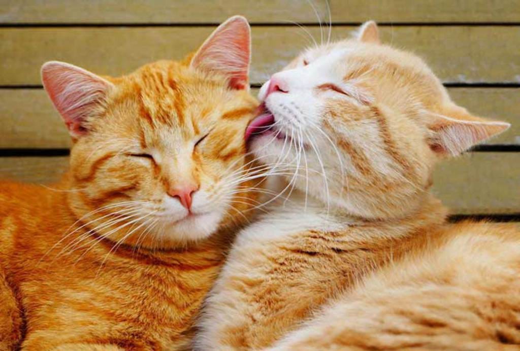 Thích thú với loạt ảnh tình yêu của động vật