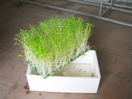 Trồng rau bằng phương pháp thủy canh