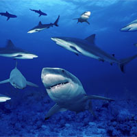 Vùng biển đông cá mập nhất thế giới