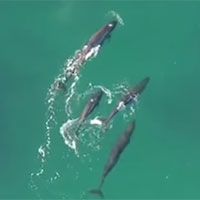 Video: Bầy cá voi phối hợp truy sát cá mập