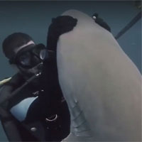 Video: Thợ lặn “nựng” cá mập gây thót tim