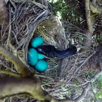 Video: Chim mẹ đi kiếm mồi, rắn "khủng" nuốt chửng cả ổ trứng