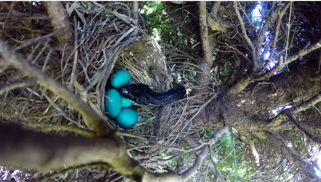 Sau khi chim mẹ bay đi, con rắn đã trườn lên và chén sạch ổ trứng. Sau khi chim mẹ bay đi, con rắn đã trườn lên và chén sạch ổ trứng.