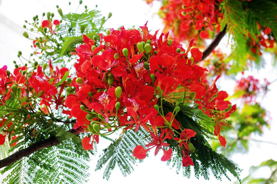 Hoa phượng vĩ: Hãy ngắm nhìn chúng bay cao trên bầu trời xanh với những chiếc lá và hoa đỏ chói lọi. Hoa phượng vĩ đang chờ bạn khám phá và tận hưởng vẻ đẹp của nó.