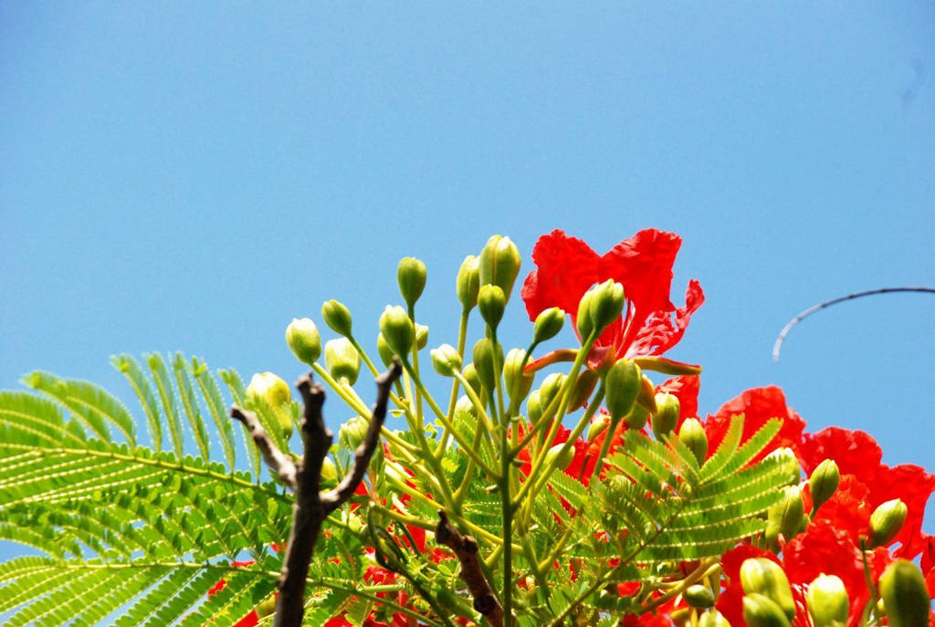 Những cành hoa phượng vĩ đỏ rực sẽ làm bạn cảm thấy mát mẻ và yên bình giữa không khí nóng bức của mùa hè. Hãy xem ảnh để đắm mình trong khung cảnh đẹp tuyệt vời này.