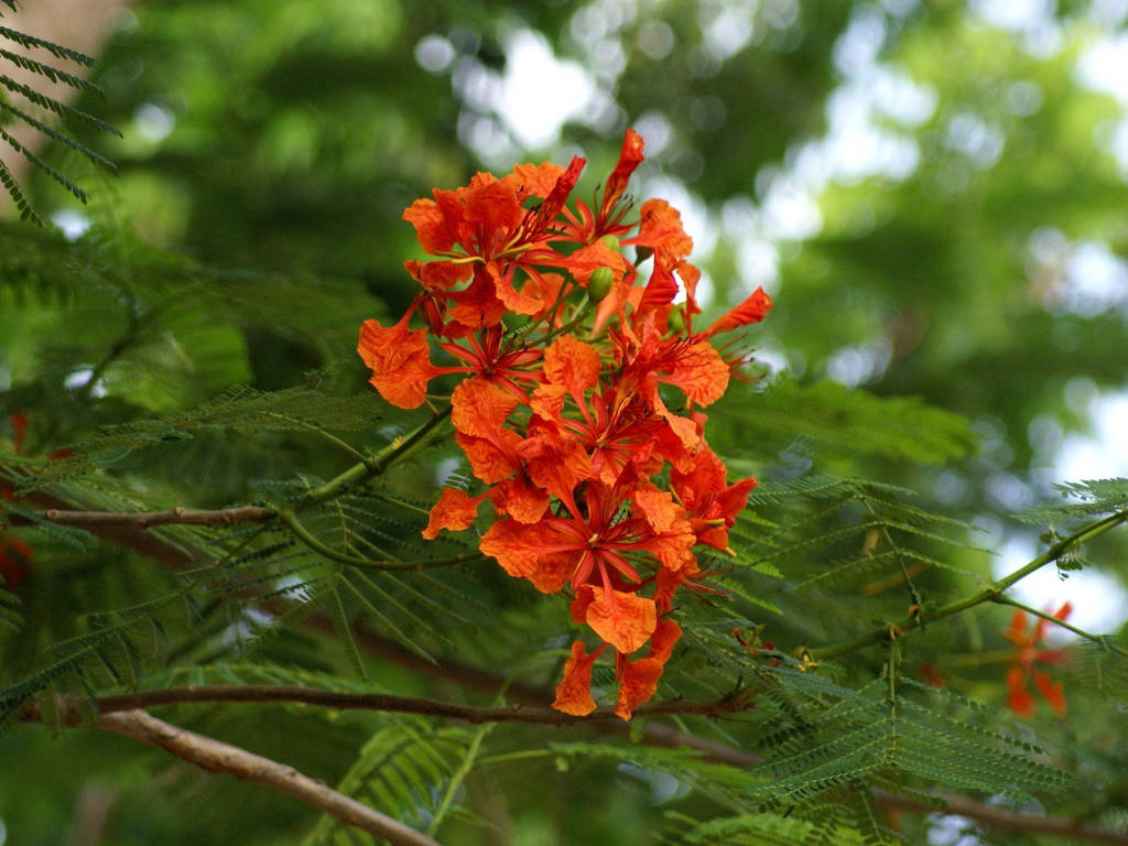 68 Hình ảnh hoa phượng đỏ cây phượng vĩ đẹp  CIC32