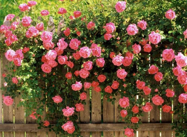 Hướng dẫn cách trồng hoa hồng leo tại nhà đơn giản tại nhà