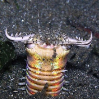Video: Khả năng săn mồi vô cùng đáng sợ của loài sâu Bobbit
