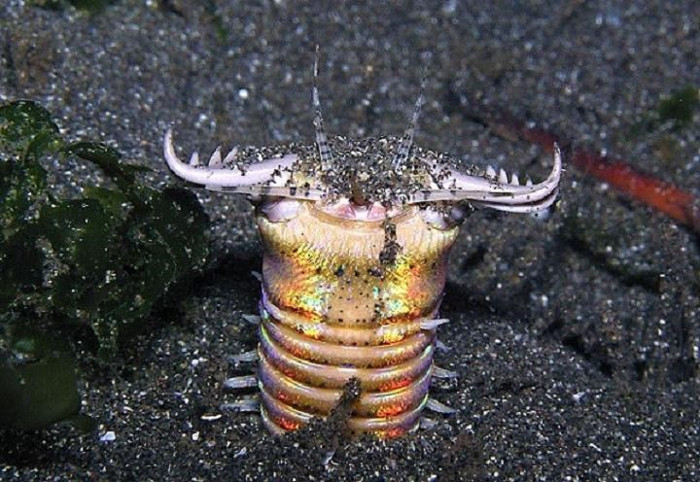 Sâu Bobbit. Sâu Bobbit.