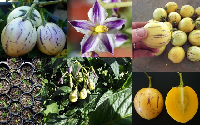 Cách trồng dưa pepino sai quả trong chậu cho mọi nhà