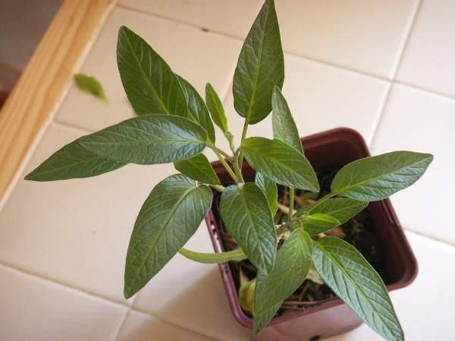 Cách trồng dưa pepino sai quả trong chậu cho mọi nhà