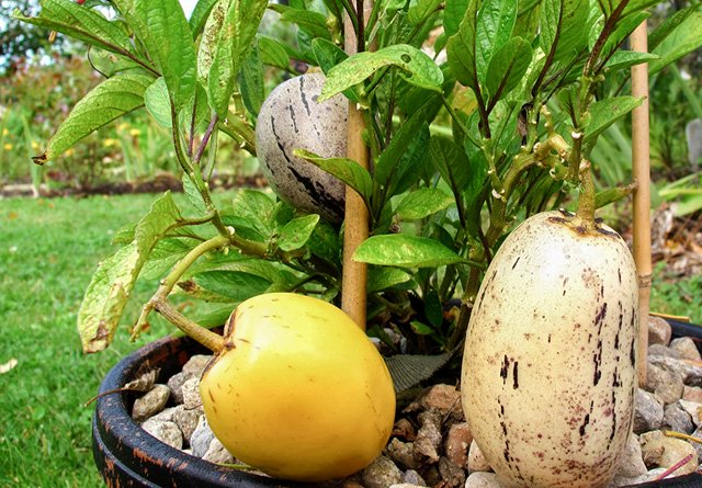 Cách trồng dưa pepino sai quả trong chậu cho mọi nhà