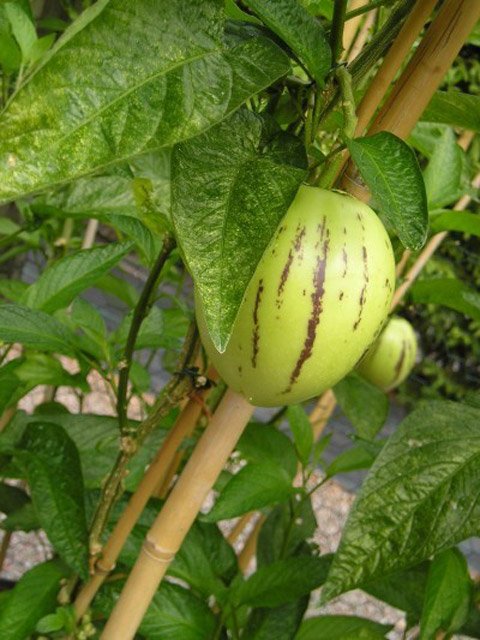 Cách trồng dưa pepino sai quả trong chậu cho mọi nhà