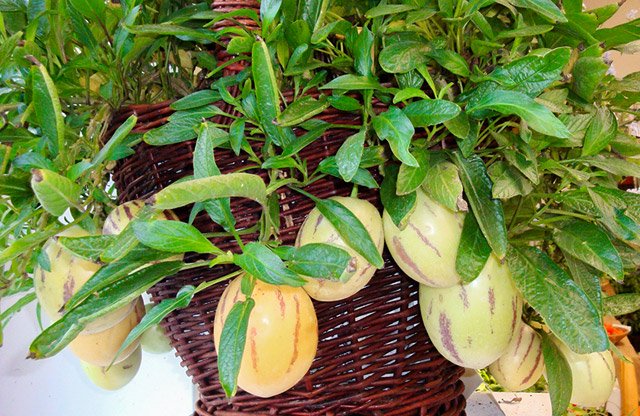 Cách trồng dưa pepino sai quả trong chậu cho mọi nhà