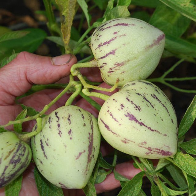 Cách trồng dưa pepino sai quả trong chậu cho mọi nhà