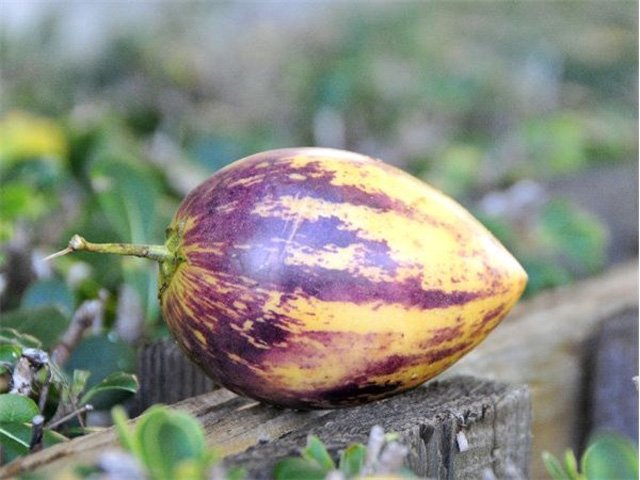 Cách trồng dưa pepino sai quả trong chậu cho mọi nhà