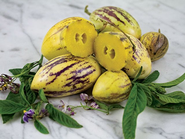 Cách trồng dưa pepino sai quả trong chậu cho mọi nhà