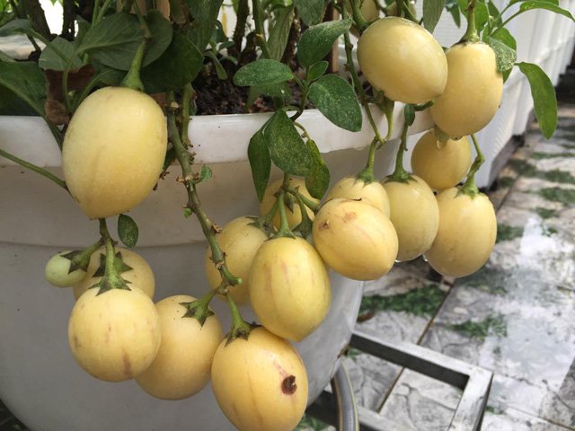 Cách trồng dưa pepino sai quả trong chậu cho mọi nhà
