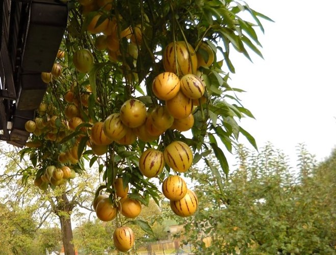 Cách trồng dưa pepino sai quả trong chậu cho mọi nhà