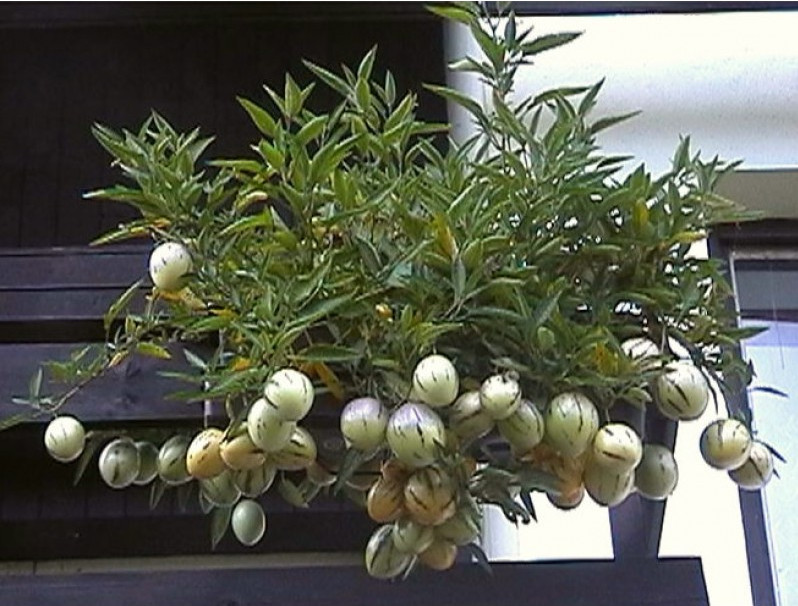 Cách trồng dưa pepino sai quả trong chậu cho mọi nhà