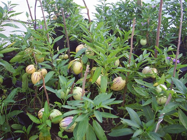Cách trồng dưa pepino sai quả trong chậu cho mọi nhà
