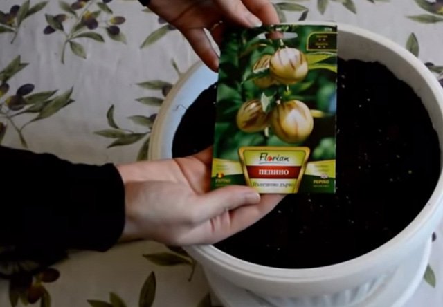 Cách trồng dưa pepino sai quả trong chậu cho mọi nhà