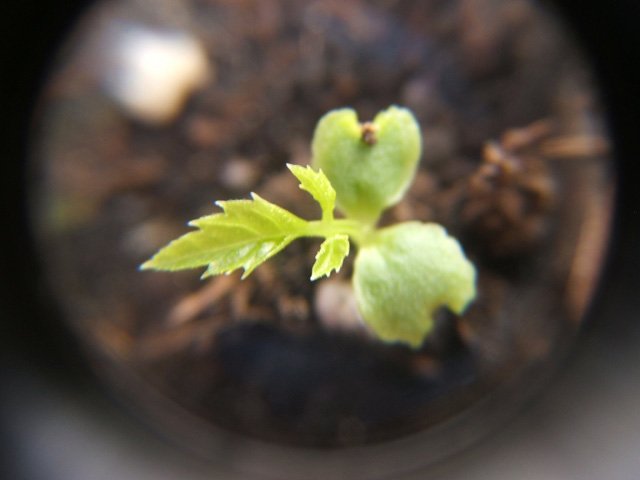 Cách trồng dưa pepino sai quả trong chậu cho mọi nhà