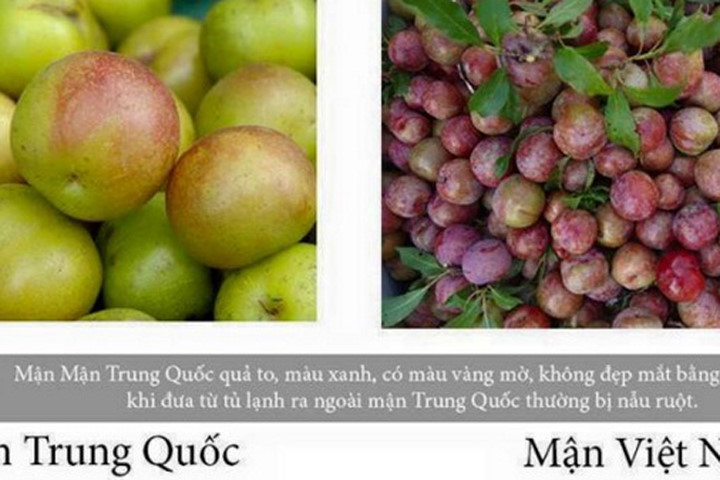 Cách phân biệt mận Việt Nam và mận Trung Quốc