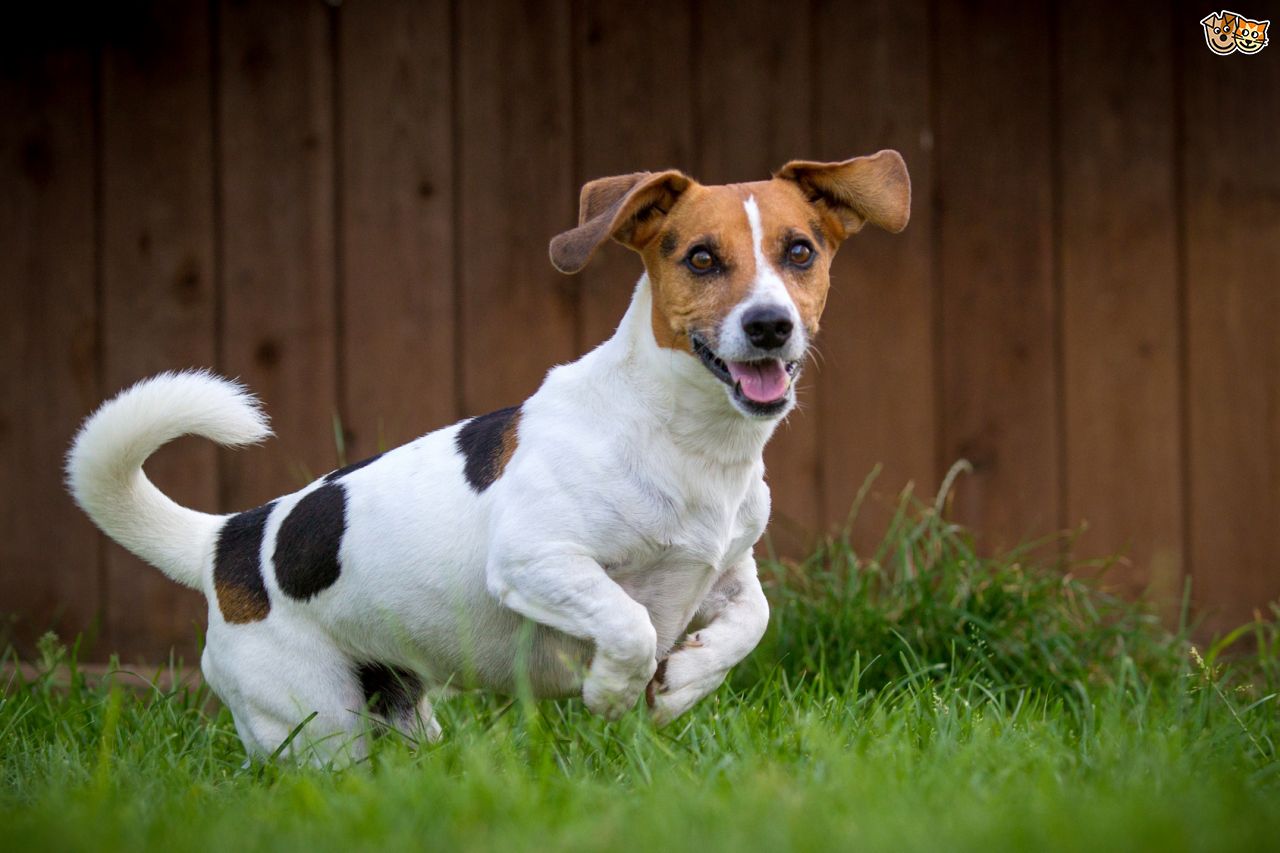 Jack Russell Terrier (top speed: 61 km/h).