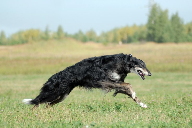 Borzoi dog (top speed: 58 km/h).