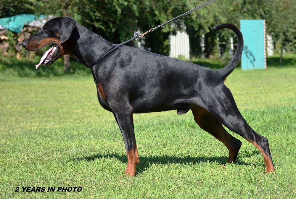 9. Dobermann dog (top speed: 48 km/h).