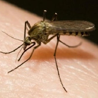 Giải pháp chống ngứa khi bị muỗi đốt cực đơn giản