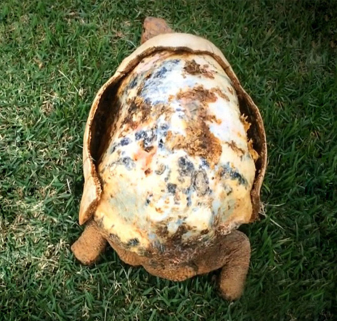 Freddy the tortoise was lucky to survive the forest fire.