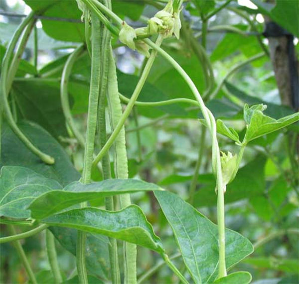 Cách trồng cây đậu đũa an toàn cho hộ gia đình