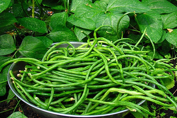 Cách trồng cây đậu đũa an toàn cho hộ gia đình