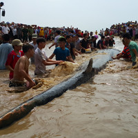 Cứu cá voi dài 14m mắc cạn ở biển Nghệ An