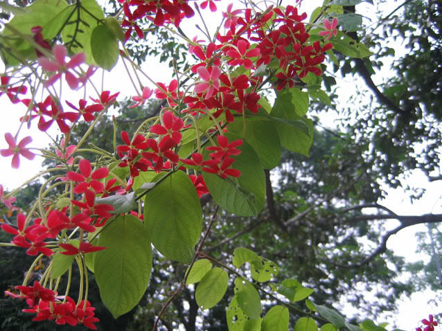 Phương pháp trồng giàn hoa sử quân tử mát rượi mùa hè