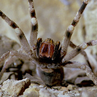 Loài nhện có khả năng khiến nạn nhân “rạo rực” đến chết