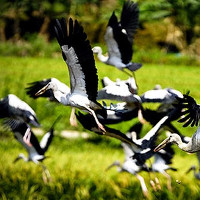Hàng trăm con chim lạ xuất hiện ở Lào Cai