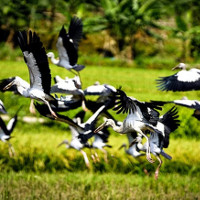 Đàn chim xuất hiện ở Lào Cai là loài nhạn