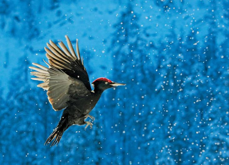 A black-feathered woodpecker flapping its wings in the snow.