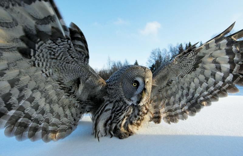 The stalking moment of a giant gray owl.