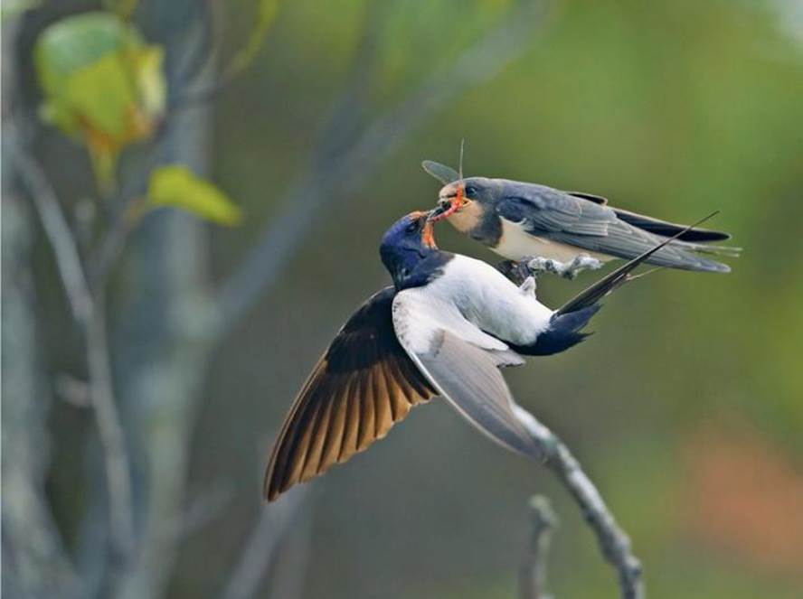 While teaching her small child to fly, the mother swallow did not  forget to feed it.